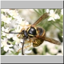 Dolichovespula sylvestris - Waldwespe m01a.jpg